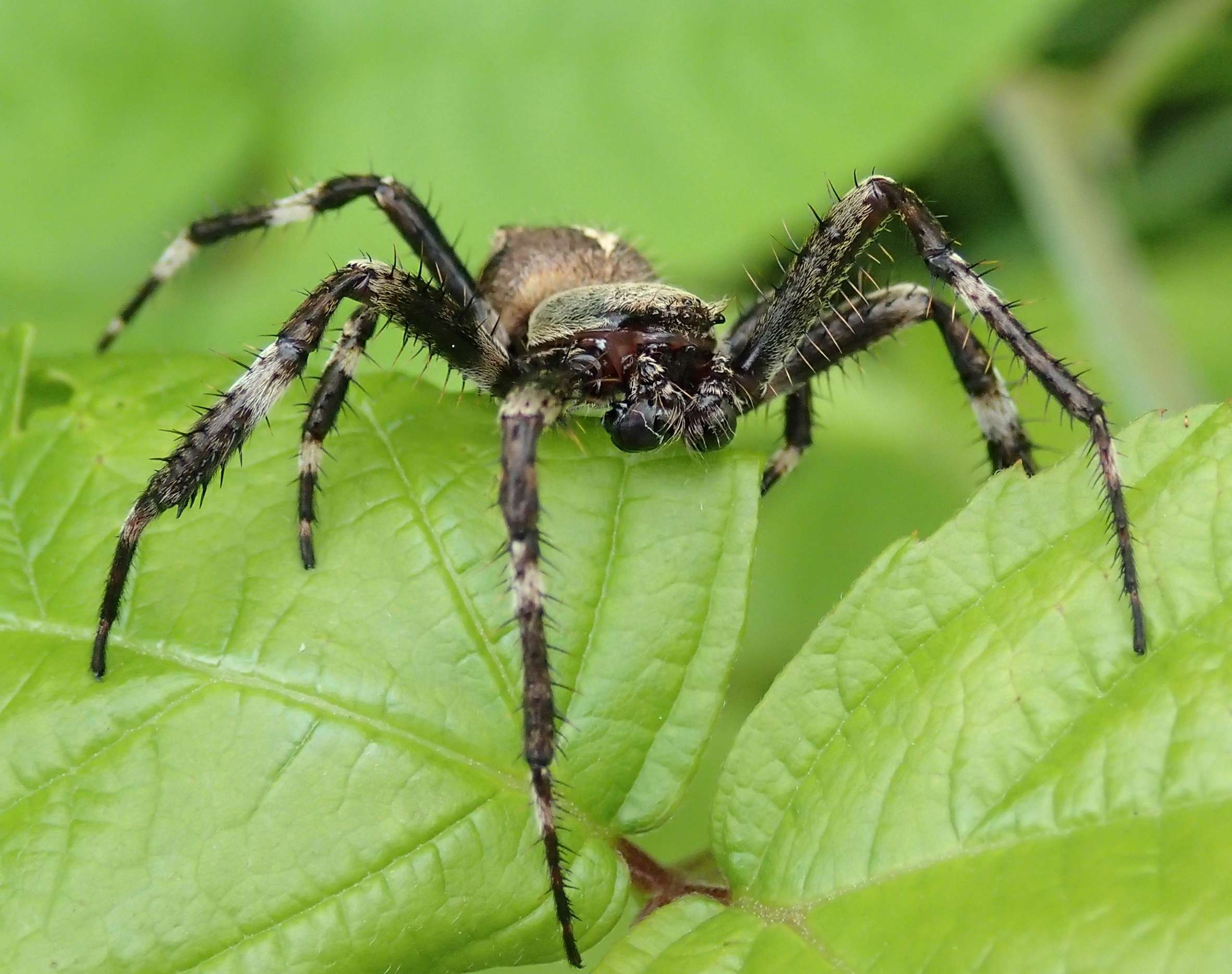 Araneus angulatus (maschio) - Lughignano (TV)